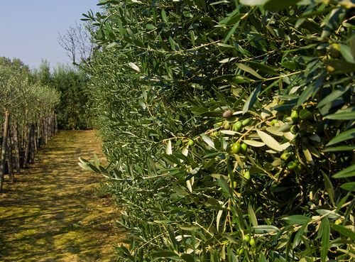 Our hedge olive trees