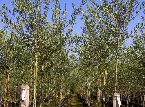 Our grafted olive trees for orchards