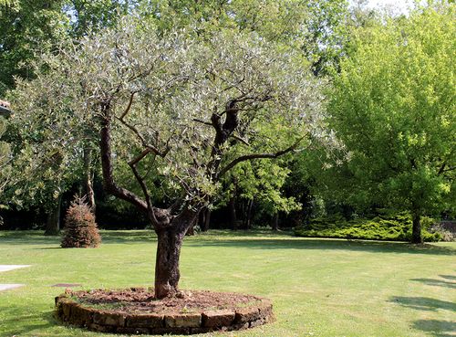 Our ornamental olive trees