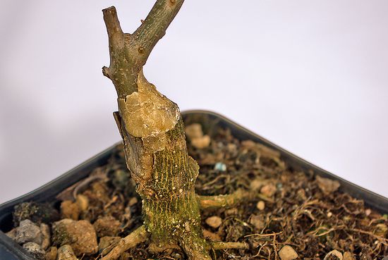 Photo showing our grafting technique