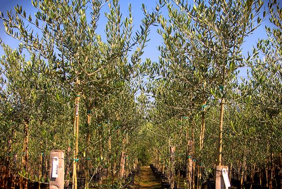 Photo showing our pruning technique