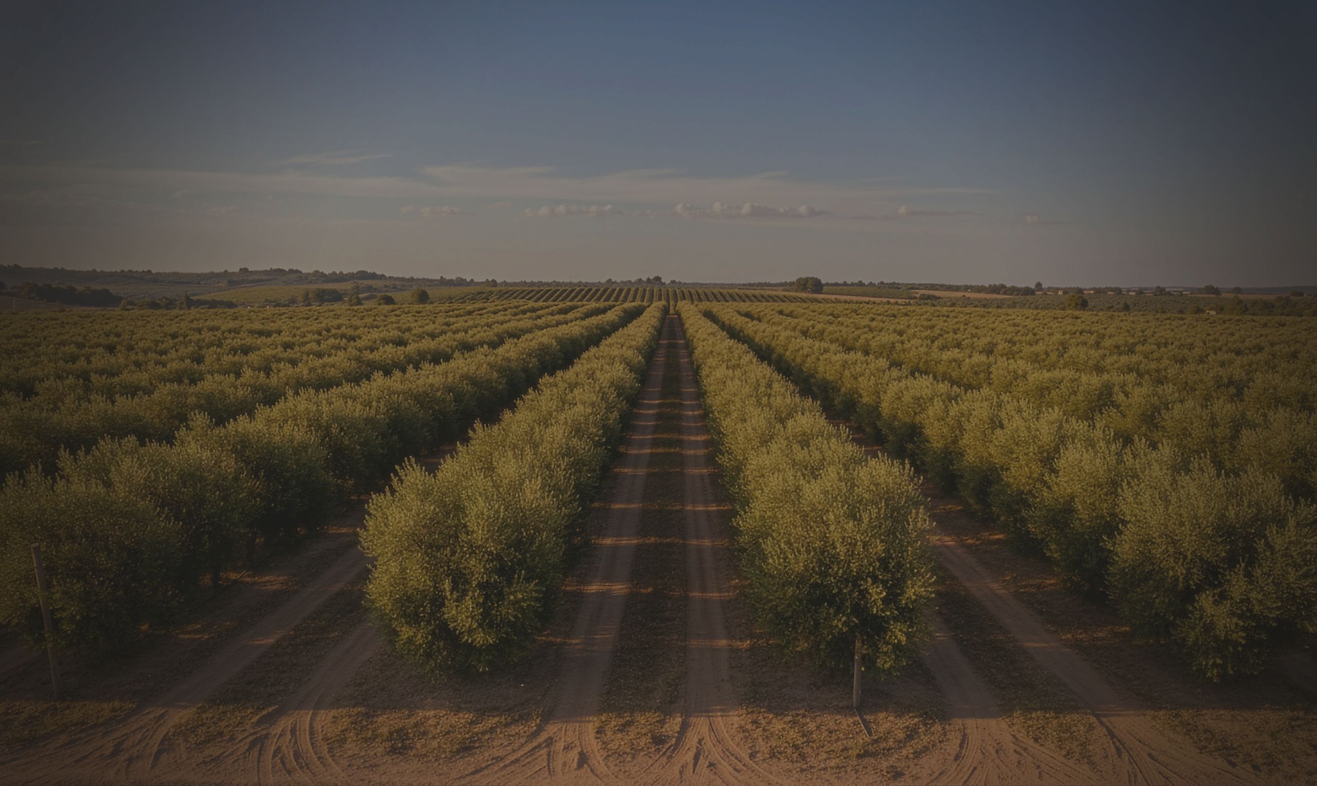 Olive trees for high-density orchards