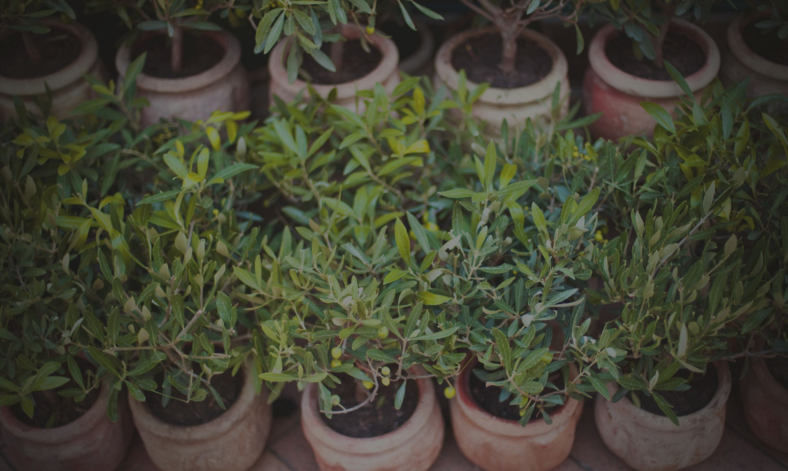 Olive trees since 1949