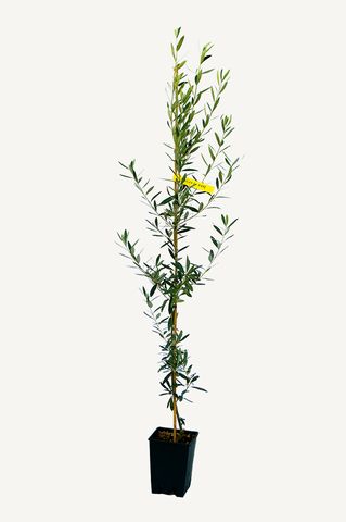 Photo of an Astone olive tree