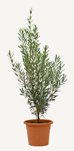 Photo of a Piramidalis olive tree