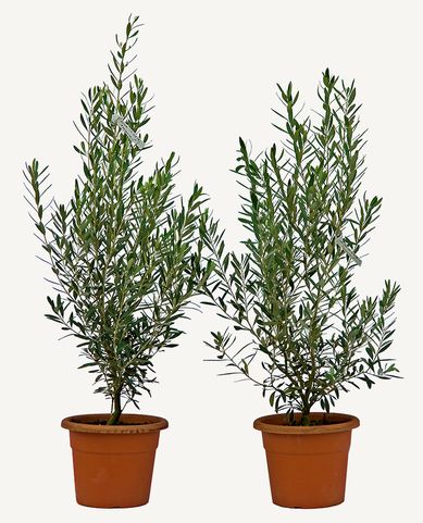 Photo of a line of Piramidalis olive trees
