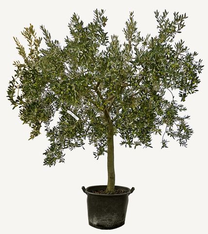 Foto di un olivo a grande fusto