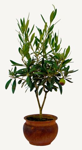 Foto di un olivo pre-bonsai